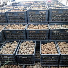 我的图库 绵阳市安州区千佛山魔芋种植专用合作社