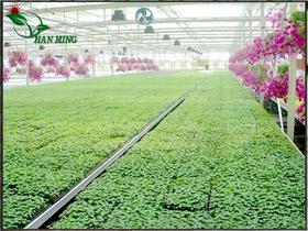 育苗床种植价格 育苗床种植批发 育苗床种植厂家