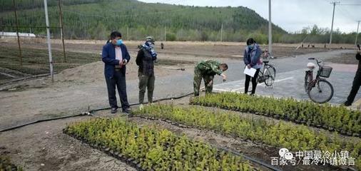 「小镇资讯」呼中林业局营林管理处全力加强苗圃管理