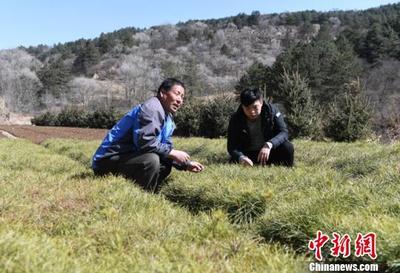 甘肃祖孙三代扎根林区“植绿”:昔日满目荒山变绿野