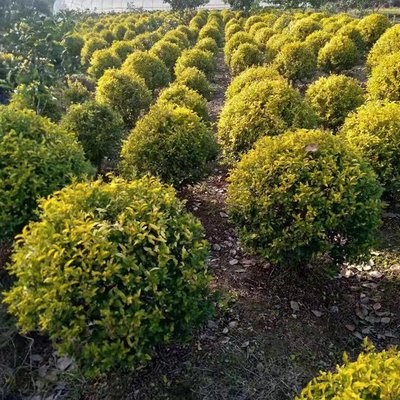 金森汝贞球 湖南苗木基地 苗木批发产地 金森汝贞价格 精品苗木球类