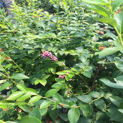 蓝宝石蓝莓苗种植技术、蓝宝石蓝莓苗多少钱一株