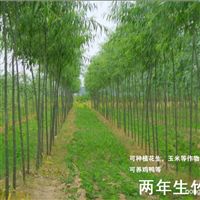 其它 果树 花卉 云浮市新兴县风驰林木种苗合作社第2页