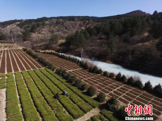 甘肃祖孙三代扎根林区 植绿 昔日满目荒山变绿野